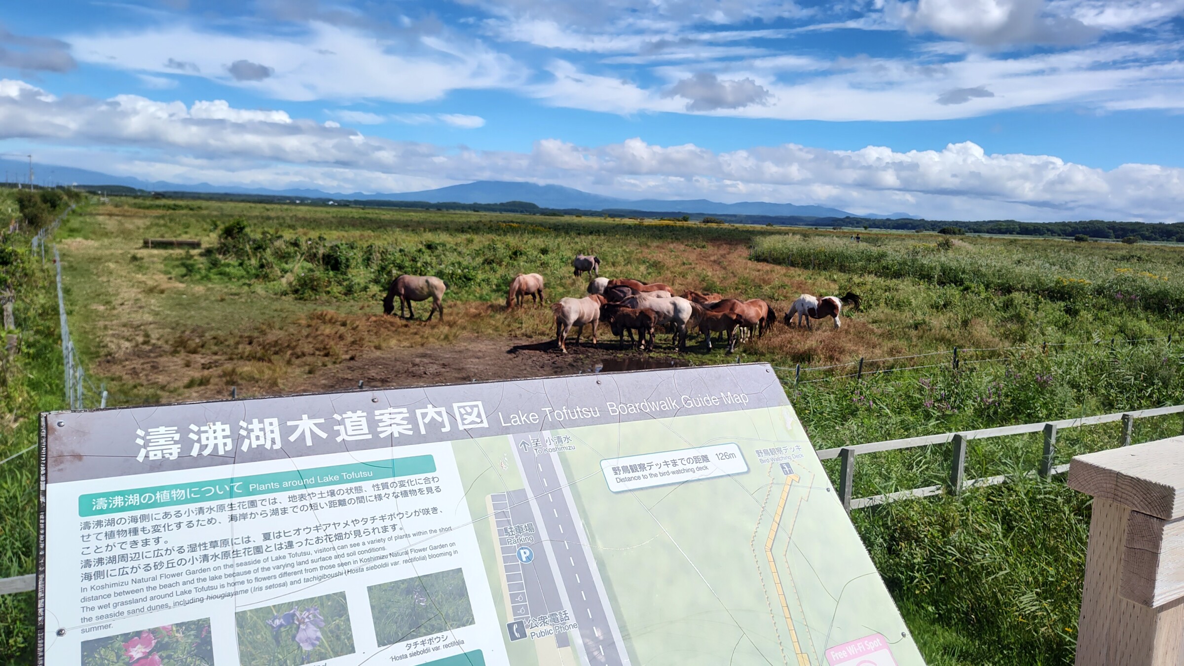 小清水原生花園