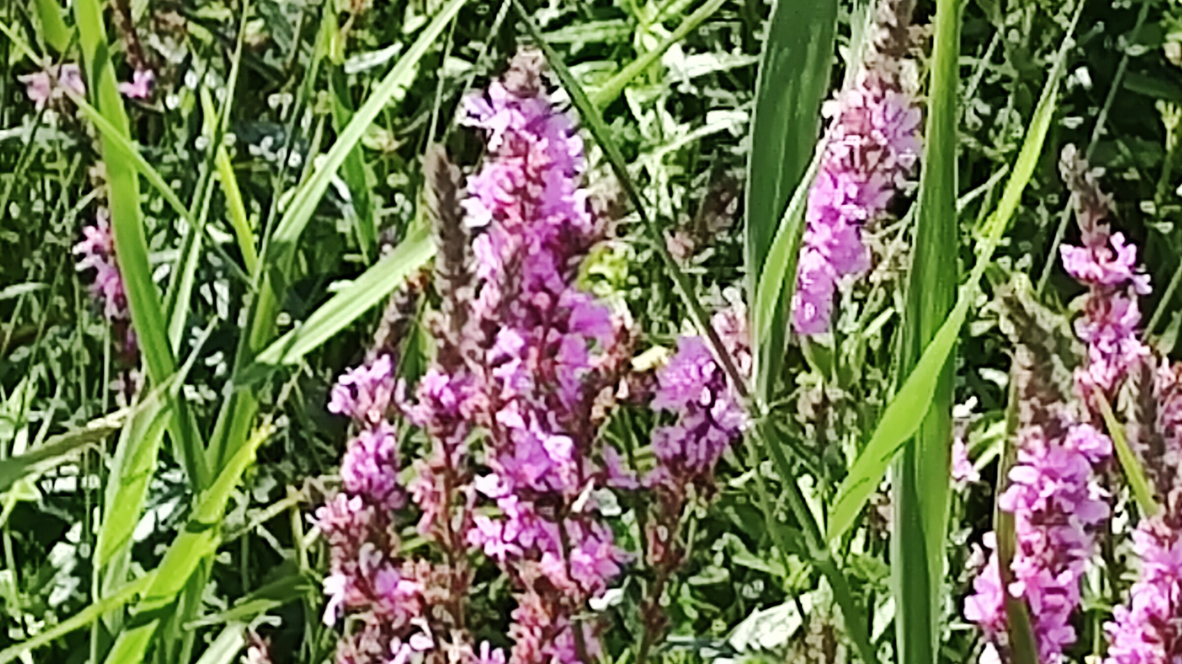 小清水原生花園