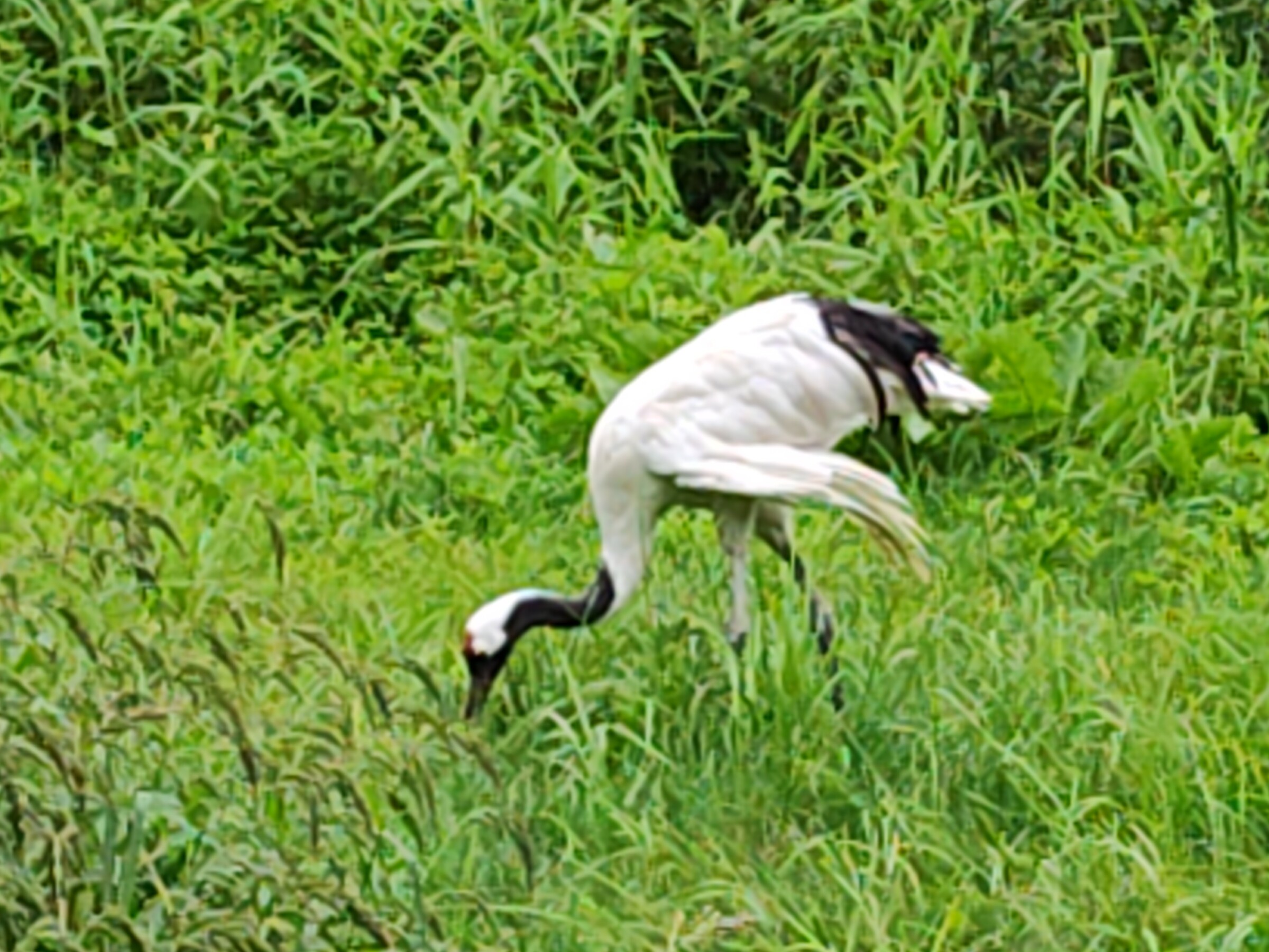 釧路市丹頂鶴自然公園