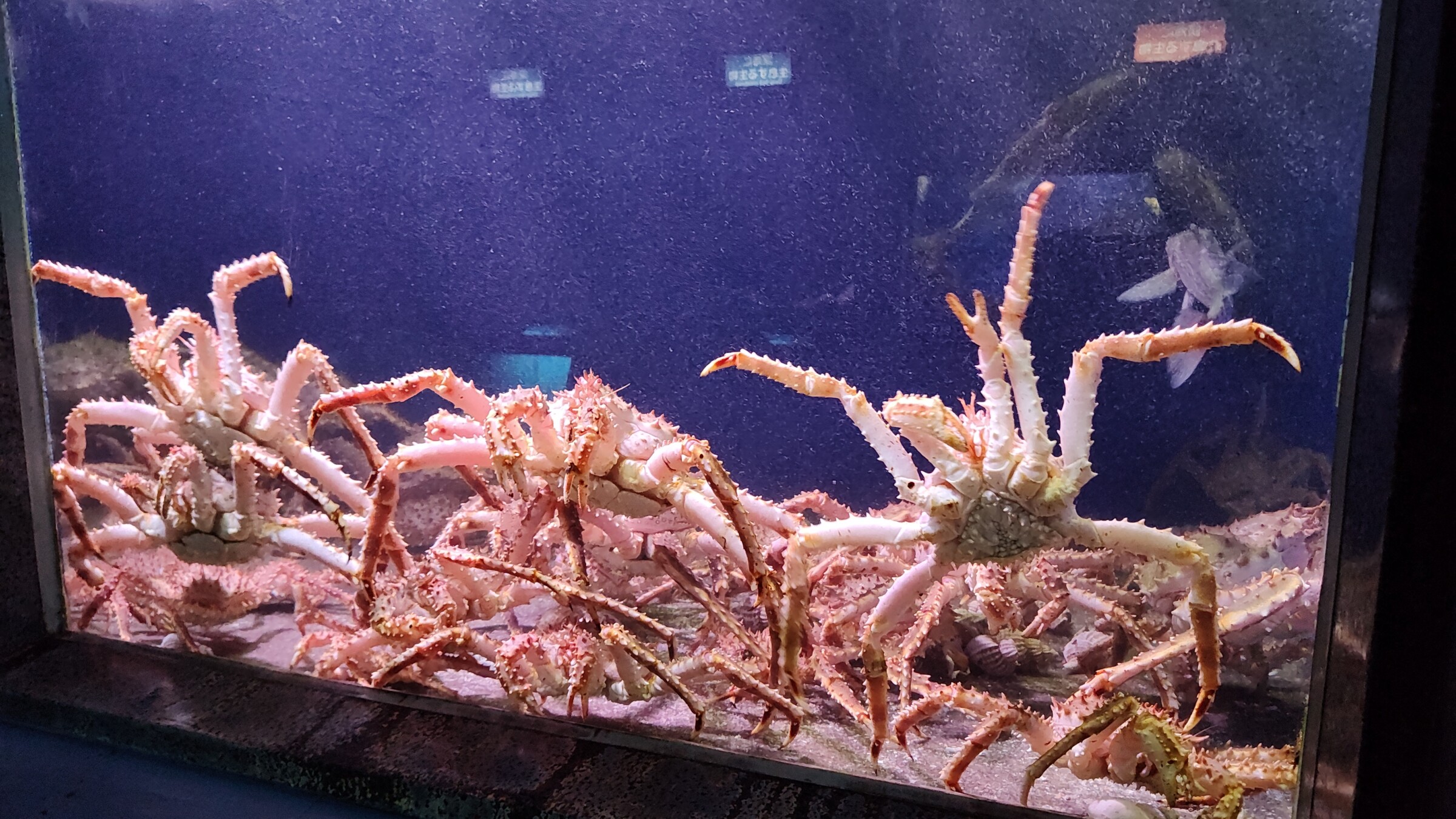 室蘭水族館